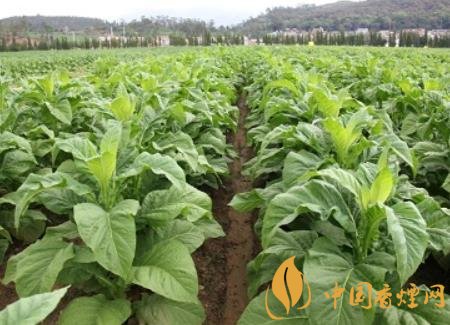 湖南瀏陽煙草局依托G80烤煙特色品種為煙農創(chuàng)收9375萬元!